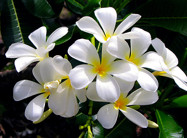 JASMIM MANGA (Plumeria rubra) - Muda com até 70 cm