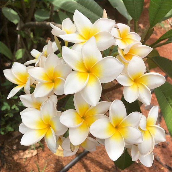 JASMIM MANGA (Plumeria rubra) - Muda com até 70 cm