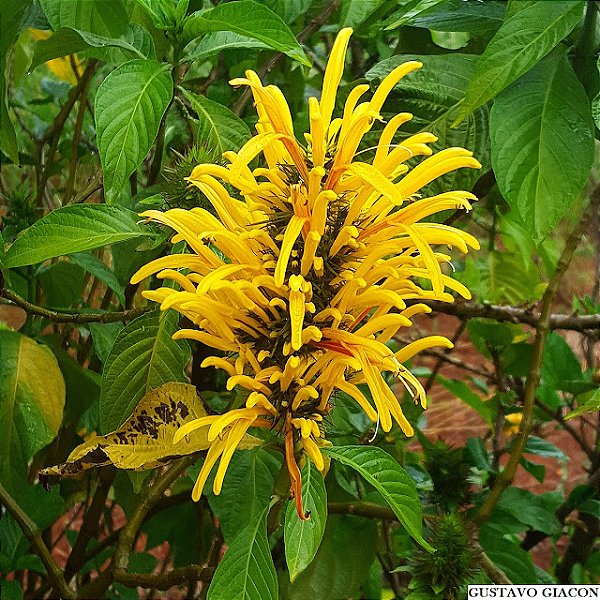 JUSTICIA OU JACOBINIA AMARELA (Justicia aurea) - Muda com até 1 metro