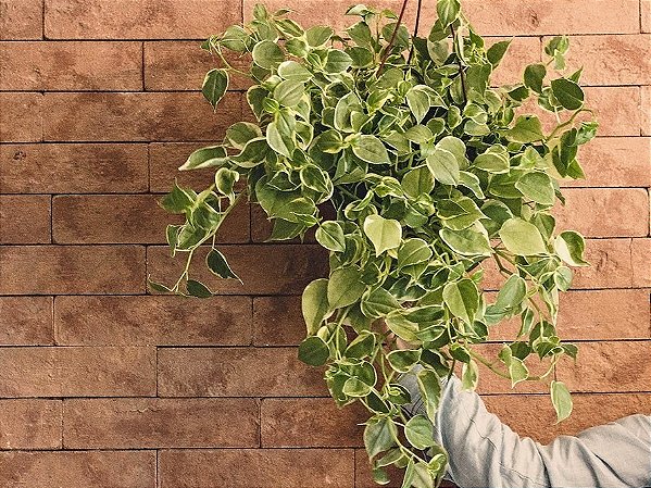 PEPERÔMIA PENDENTE (Peperomia scandens) - C13