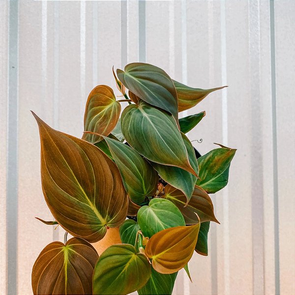 FILODENDRO VELUDO (Philodendron Micans) - C13