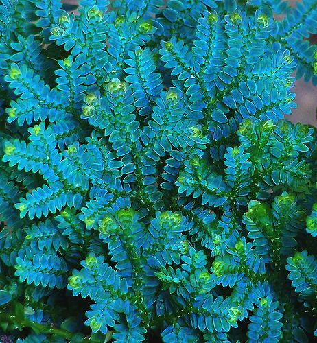 SAMAMBAIA AZUL (Selaginella Uncinata) - C13