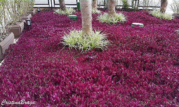 LAMBARI ROXO (Tradescantia zebrina 'Purpusii')