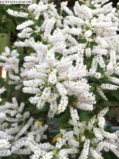 MIRRA ou INCENSO (Tetradenia riparia) - Muda com até 60 cm