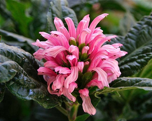 JUSTICIA ROSA (Justicia carnea) - Muda com até 1,20m