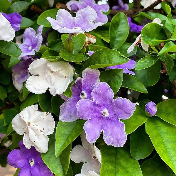 MANACÁ DE CHEIRO (Brunfelsia uniflora) - Muda com até 1 metro