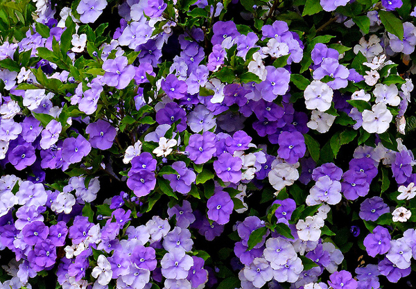 MANACÁ DE CHEIRO (Brunfelsia uniflora) - Muda com até 1 metro