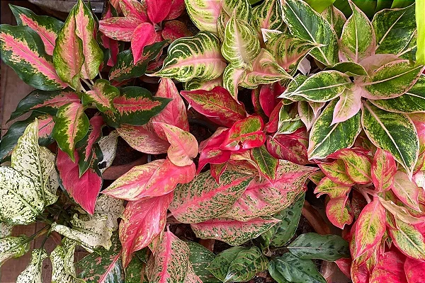 AGLAONEMA CORES - P06