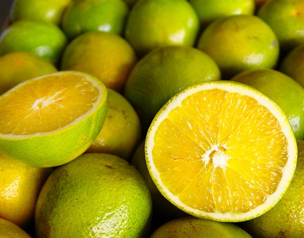 LARANJA PÊRA RIO (Citrus sinensis) - Muda enxertada com 1 metro
