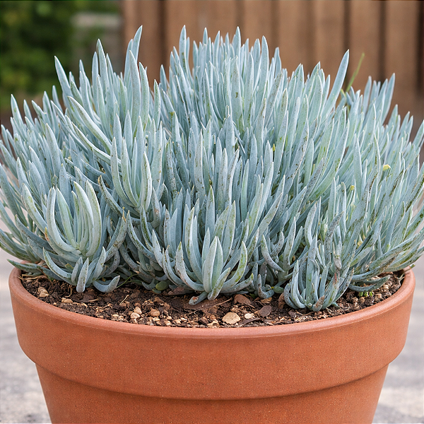 GIZ AZUL ou SENÉCIO AZUL (Curio repens) - Pote 1