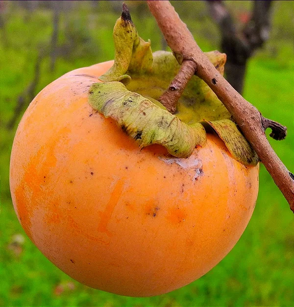 CAQUI FUIÚ (Diospyros kaki) - Muda enxertada com 1 metro