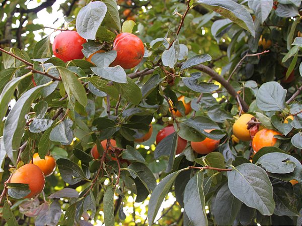 CAQUI RAMA FORTE (Diospyros kaki) - Muda enxertada com 1 metro