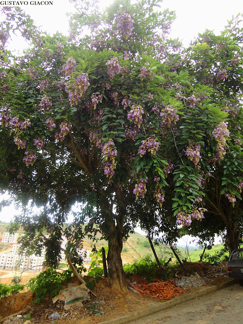 SOMBREIRO (Clitoria fairchildiana) - Muda com até 1 metro