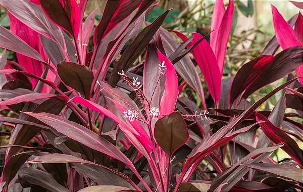 DRACENA VERMELHA (Cordyline fruticosa) - Muda com até 1 metro