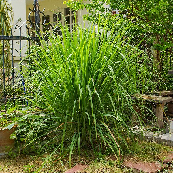 CAPIM LIMÃO (Cymbopogon citratus)