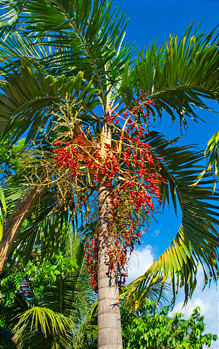 PALMEIRA VEITCHIA (Veitchia merrillii) - Até 70 cm