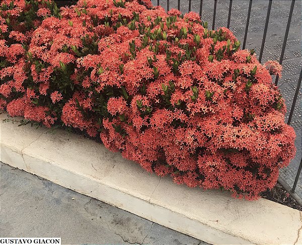 MINI IXÓRA (Ixora coccinea 'compacta')