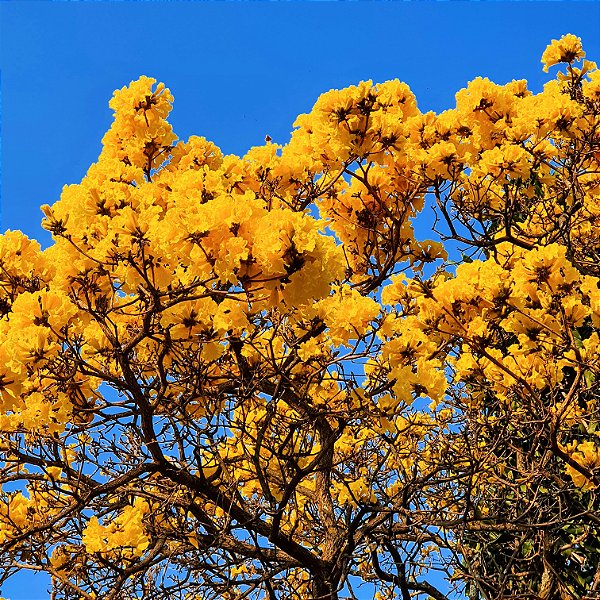 IPÊ AMARELO DO CERRADO (Handroanthus ochraceus) - Muda com até 1 metro