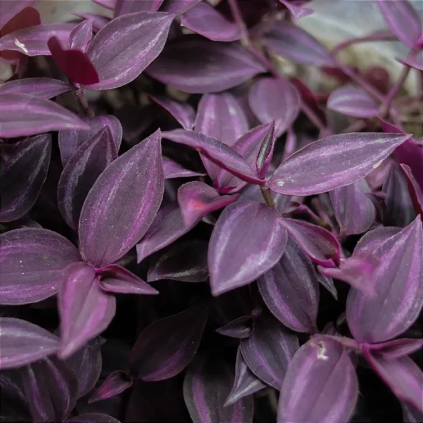 CAIXA DE LAMBARI ROXO COM 15 MUDAS