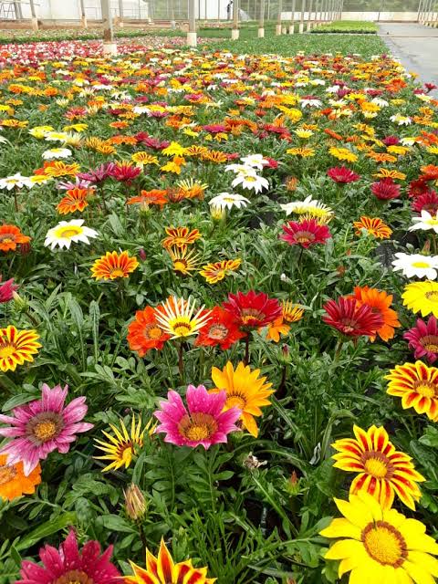 GAZÂNIA (Gazania rigens)