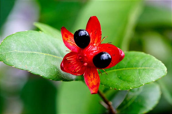 ÓCNA (Ochna serrulata) - Muda com até 60 cm