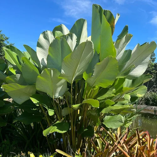 MARANTA CHARUTO GRANDE (Calathea lutea) - Muda com até 1,20m