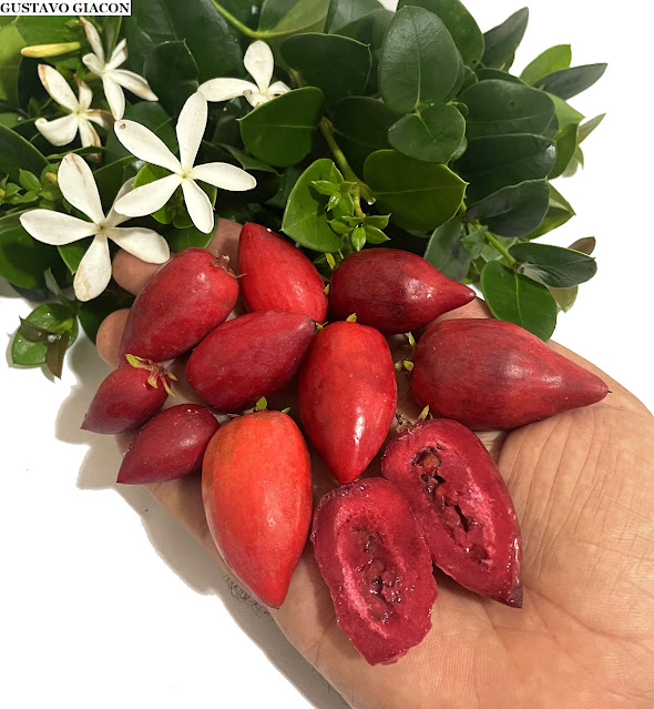 AMEIXA DE NATAL (Carissa macrocarpa) - Muda com até 60 cm