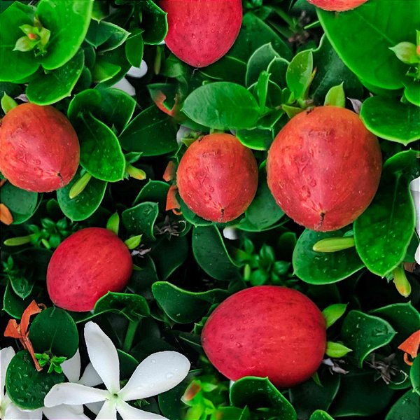 AMEIXA DE NATAL (Carissa macrocarpa) - Muda com até 50 cm