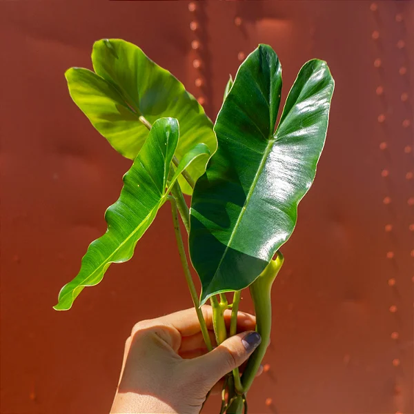 Philodendron burle-marxii - Muda com até 20 cm