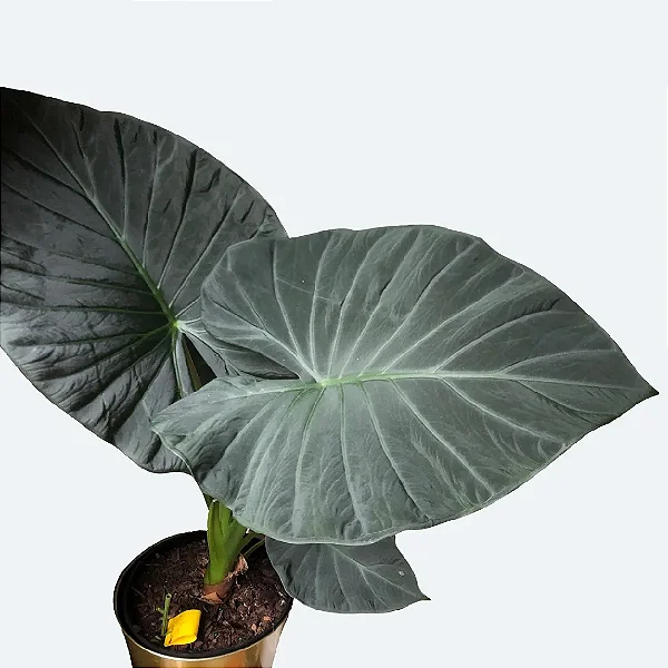Alocasia 'Regal Shields' - P20
