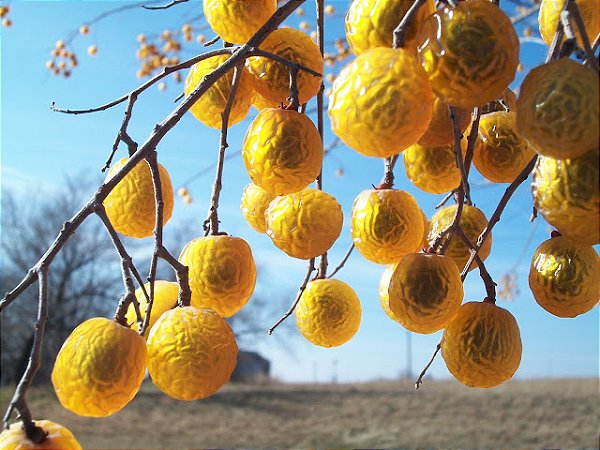 SABÃO DE SOLDADO (Sapindus saponaria) - Muda com até 80 cm