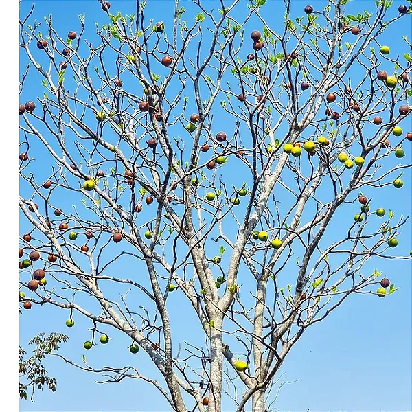 JENIPAPO (Genipa americana) - Muda com 60 cm
