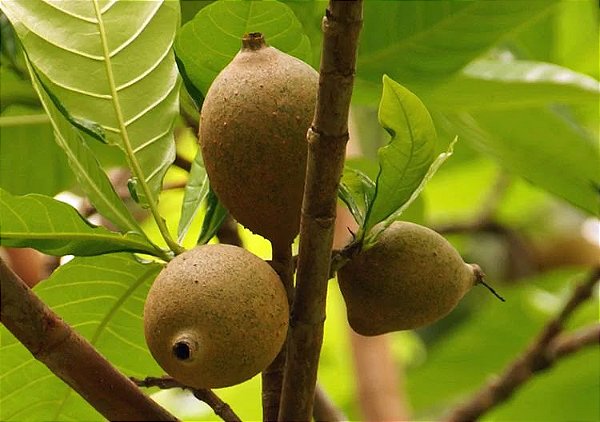 JENIPAPO (Genipa americana) - Muda com 60 cm