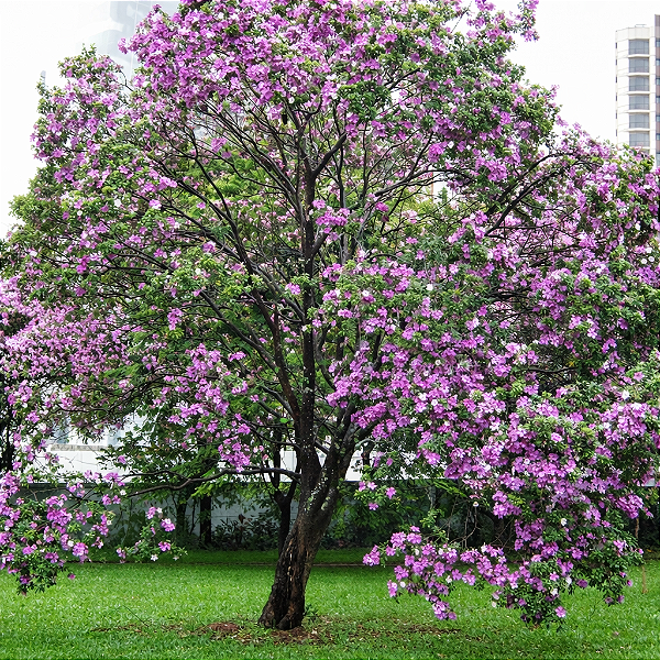 PATA DE VACA ROSA ou BRANCA (Bauhinia variegata) - Muda com até 1 metro