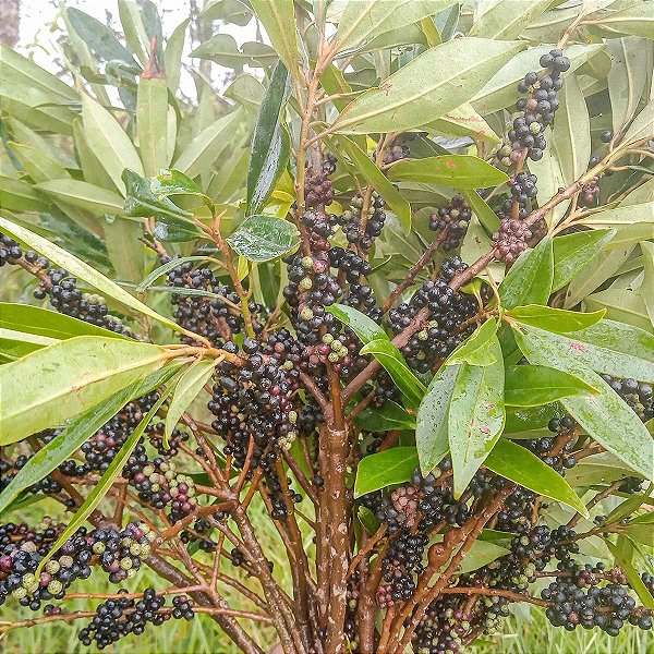 CAPOROROCA (Rapanea ferruginea) - Muda com até 1 metro
