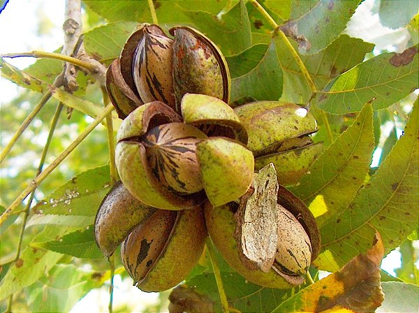 NOZ PECAN (Carya Illinoinensis) - Muda com até 1 metro