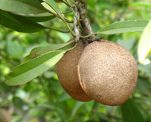SAPOTI (Manilkara zapota) - Muda com até 1 metro