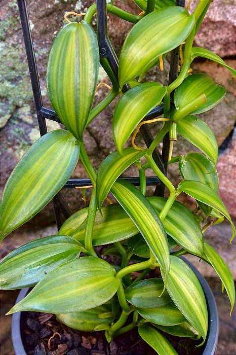 BAUNILHA VARIEGATA (Vanilla sp variegata) - P11 muda com até 20 cm