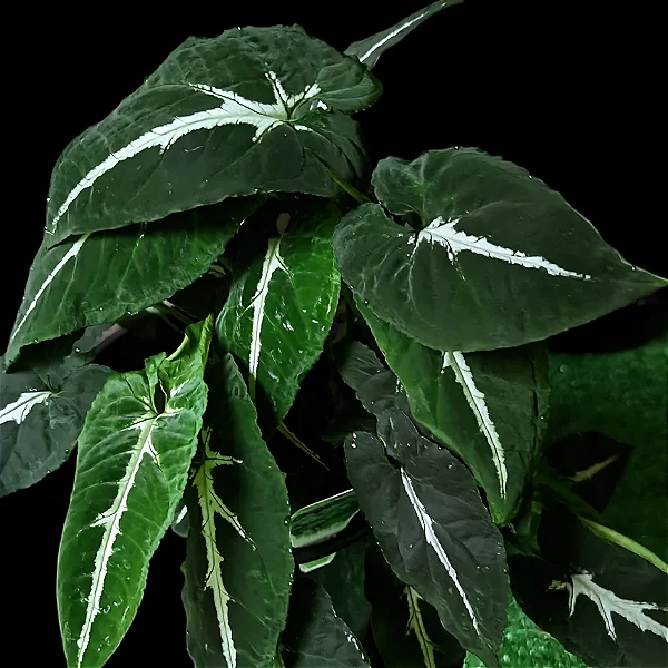 SINGÔNIO VELUDO (Syngonium wendlandii) - P12