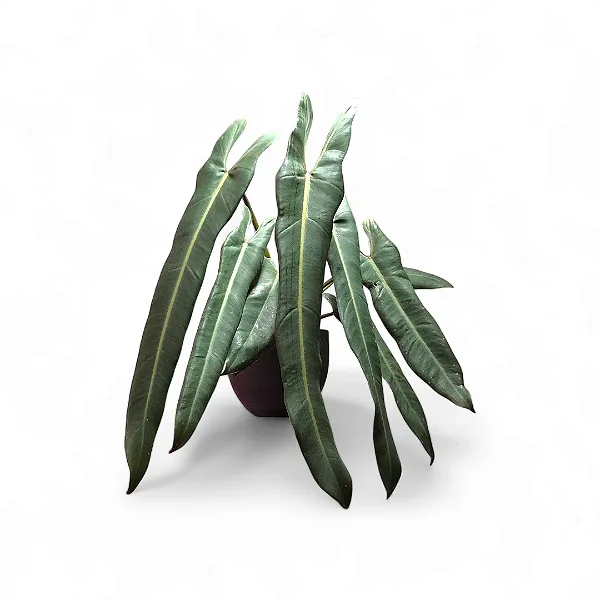 Philodendron Spiritus Sancti - P12