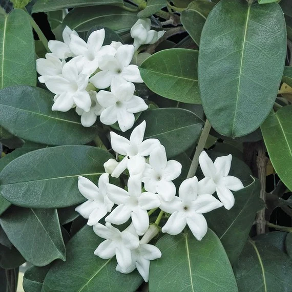 JASMIM DE MADAGASCAR (Stephanotis floribunda) - Muda com até 1 metro