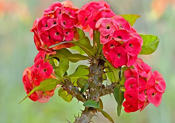 COROA DE CRISTO (Euphorbia milii) - Muda com até 20 cm