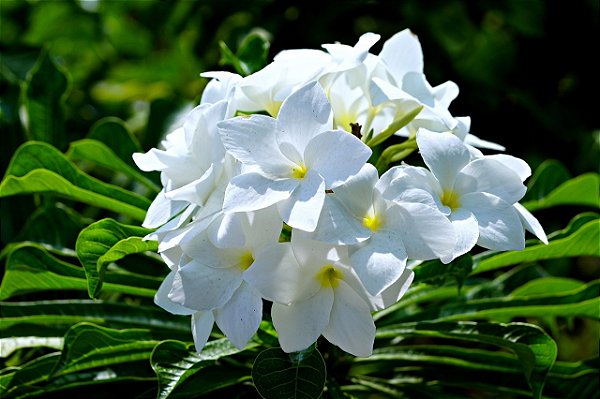 JASMIM DO CARIBE (Plumeria pudica) - Muda com até 1,20m