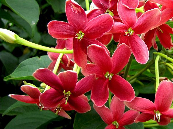 JASMIM DA ÍNDIA ou QUISQUALIS (Quisqualis indica) - Muda com até 1 metro