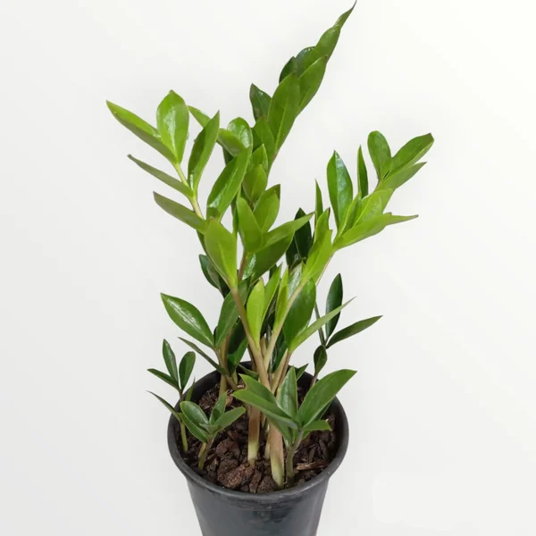MINI ZAMIOCULCA (Zamioculcas zamiifolia) - P11