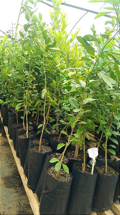 LIMÃO CRAVO ou ROSA (Citrus limonia) - Muda enxertada com 1 metro