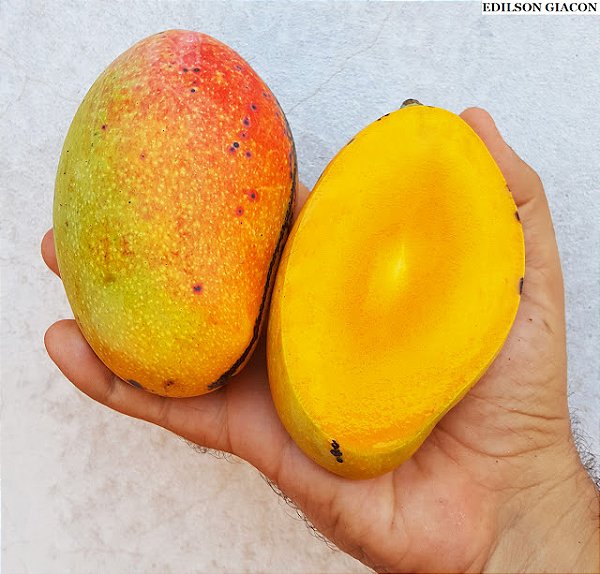 MANGA ESPADA (Mangifera indica L.) - Muda enxertada com até 1 metro