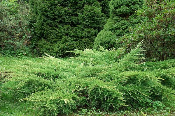 TUIA JACARÉ ou PINHEIRO RASTEIRO (Juniperus horizontalis) - Muda com até 20 cm