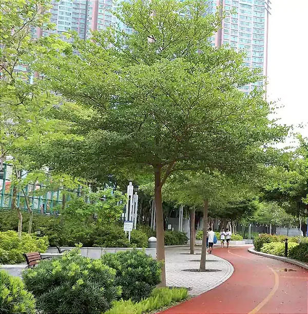 SETE COPAS AFRICANA (Terminalia mantaly) - Muda com até 1,20m