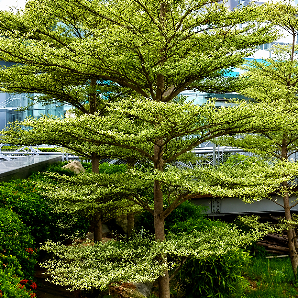 SETE COPAS AFRICANA (Terminalia mantaly) - Muda com até 1,20m